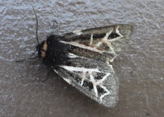 Apantesis williamsii