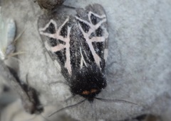 Apantesis williamsii