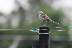 Megalurus palustris