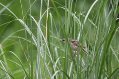 Megalurus palustris