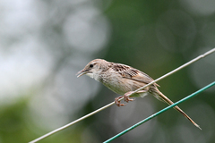 Megalurus palustris