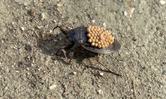 Appasus japonicus