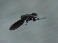 Anthrax aterrimus
