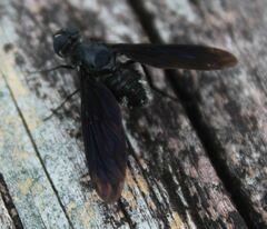 Anthrax aterrimus