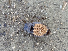 Appasus japonicus