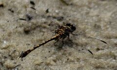 Progomphus alachuensis