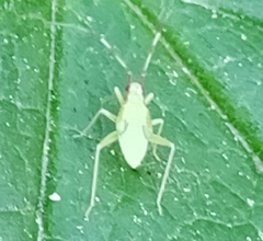 Campyloneura virgula