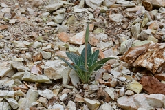 Oenothera brachycarpa