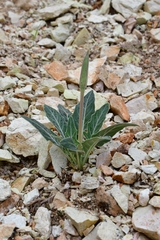 Oenothera brachycarpa