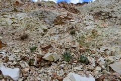 Oenothera brachycarpa