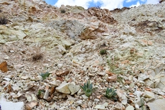 Oenothera brachycarpa