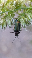 Malachius lusitanicus