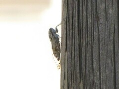Cicada orni