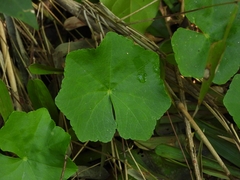 Hydrocotyle callicephala