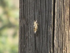 Cicada orni