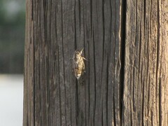 Cicada orni