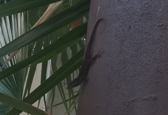Anolis sagrei