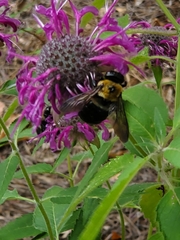 Xylocopa virginica