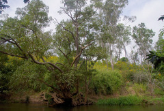 Syzygium tierneyanum