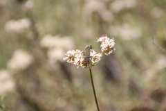 Euphilotes bernardino