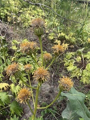 Cacaliopsis nardosmia