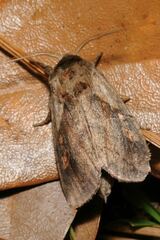 Bellura densa