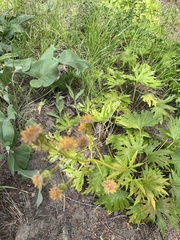 Cacaliopsis nardosmia