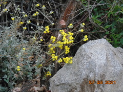 Calceolaria polifolia