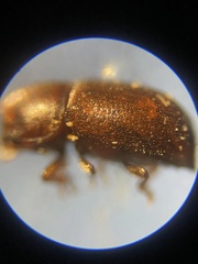 Cis castaneus