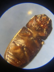 Cis castaneus