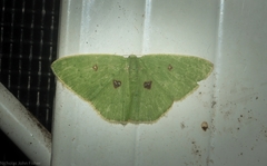 Comostola leucomerata