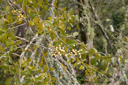 Duranta serratifolia (Duranta serratifolia)