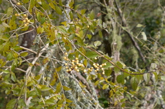 Duranta serratifolia