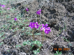 Angiospermae