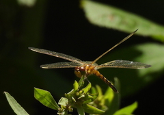 Celithemis elisa
