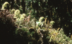 Hymenophyllum rubellum