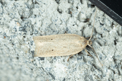 Gonioterma mistrella