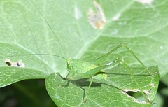 Phaneroptera nana