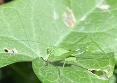 Phaneroptera nana