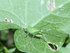 Phaneroptera nana