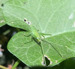 Phaneroptera nana