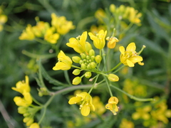 Rorippa sylvestris