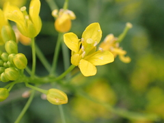 Rorippa sylvestris