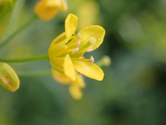Rorippa sylvestris
