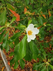 Franklinia