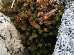 Selaginella watsonii