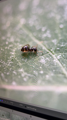 Prenolepis imparis