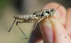 Melanoplus rotundipennis