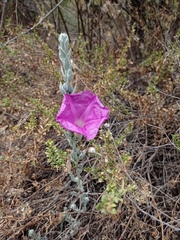 Ipomoea lenis