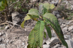 Cnicothamnus